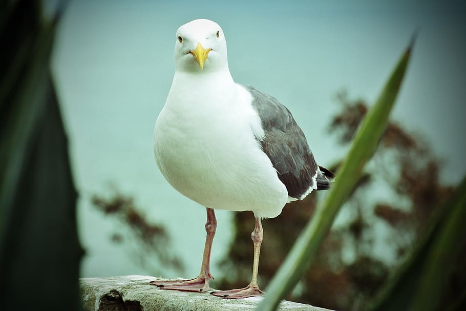 seagull, nature, close, bird, animals, seevogel, animal themes HD wallpaper