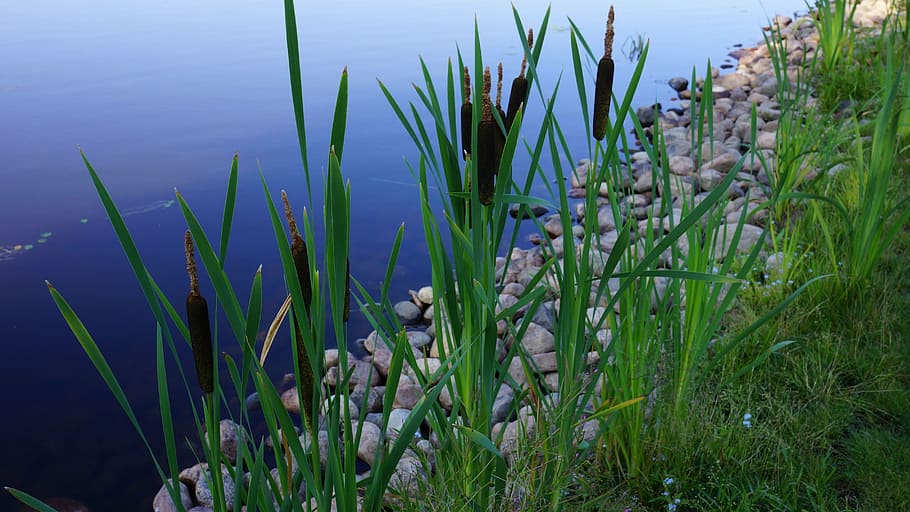 bulrush, typha, brown flower, growth, plant, beauty in nature HD wallpaper