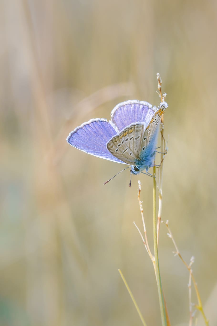 butterfly, insect, macro, close, animal, nature, color, colorful HD wallpaper