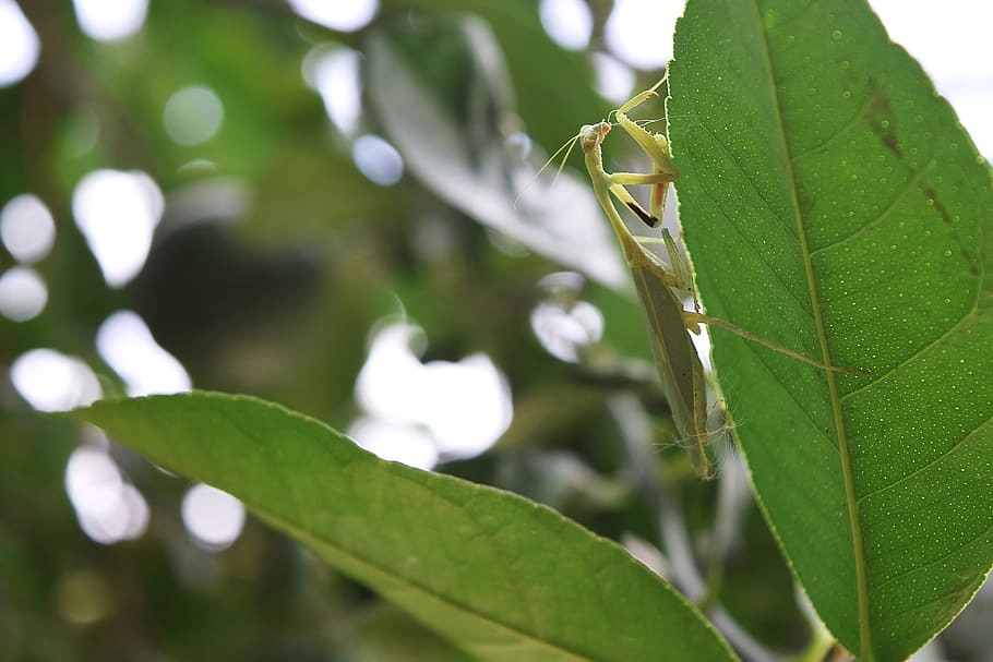 Mantis, Insects, Leaf, Nature, plant, close-up, green Color HD wallpaper
