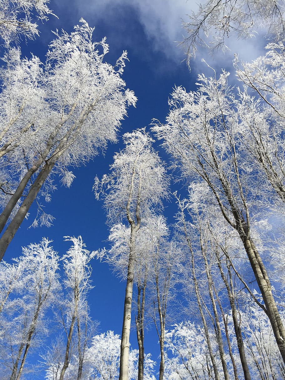nature, beech mountain, winter, cold, snowy, rime, wood, frost HD wallpaper