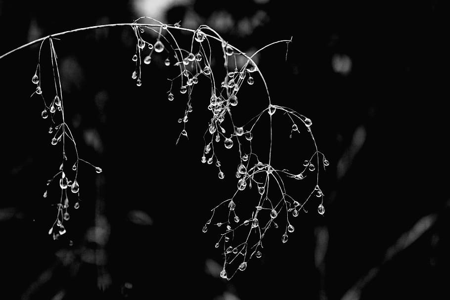 white branch with dews, drops, raindrop, wet, plant, nature HD wallpaper