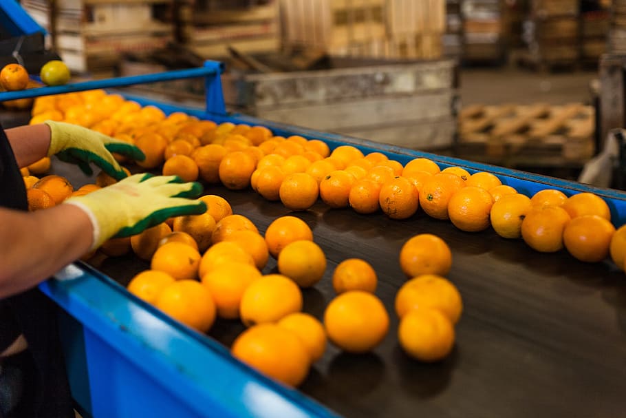Orange, Production, Packing, Work, food and drink, industry HD wallpaper