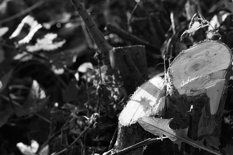 tree stump, nature, black and white, no people, close-up, leaf HD wallpaper