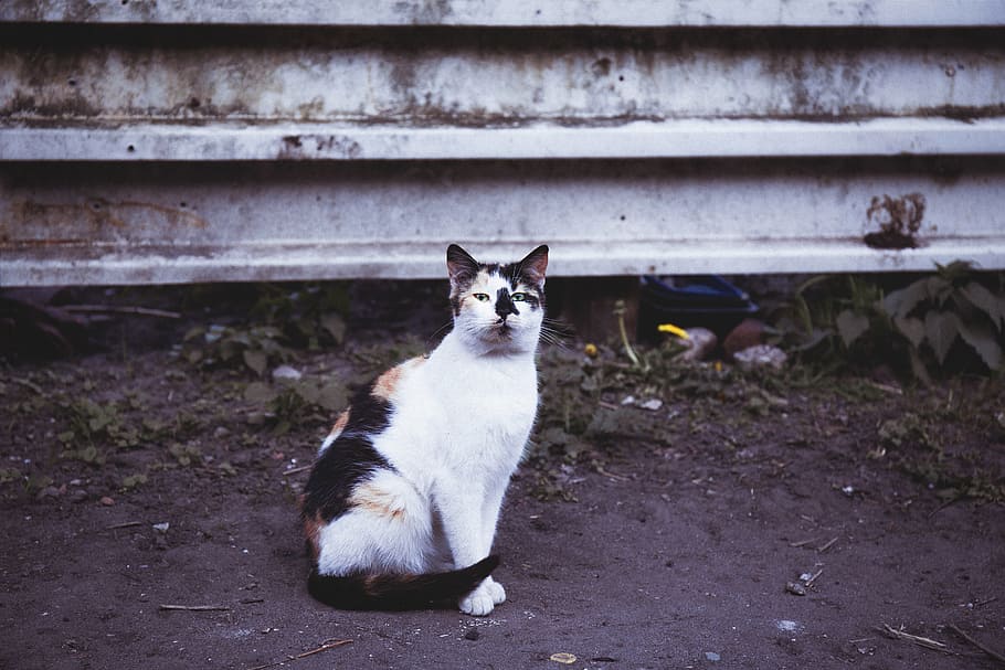 animals, black, brown, cat, color, ground, kitty, pussycat HD wallpaper