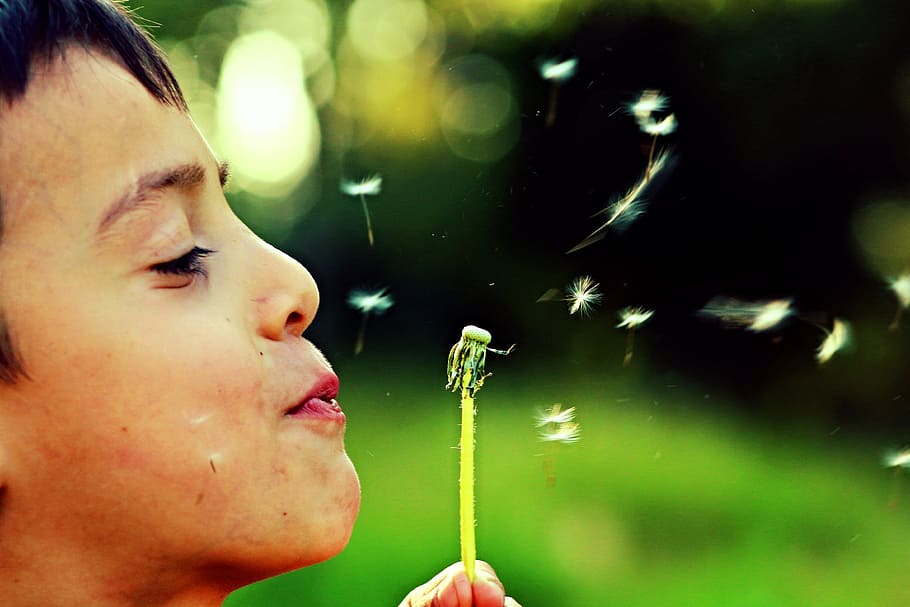 person blowing dandelion flower, dom, child, spring, outdoor HD wallpaper