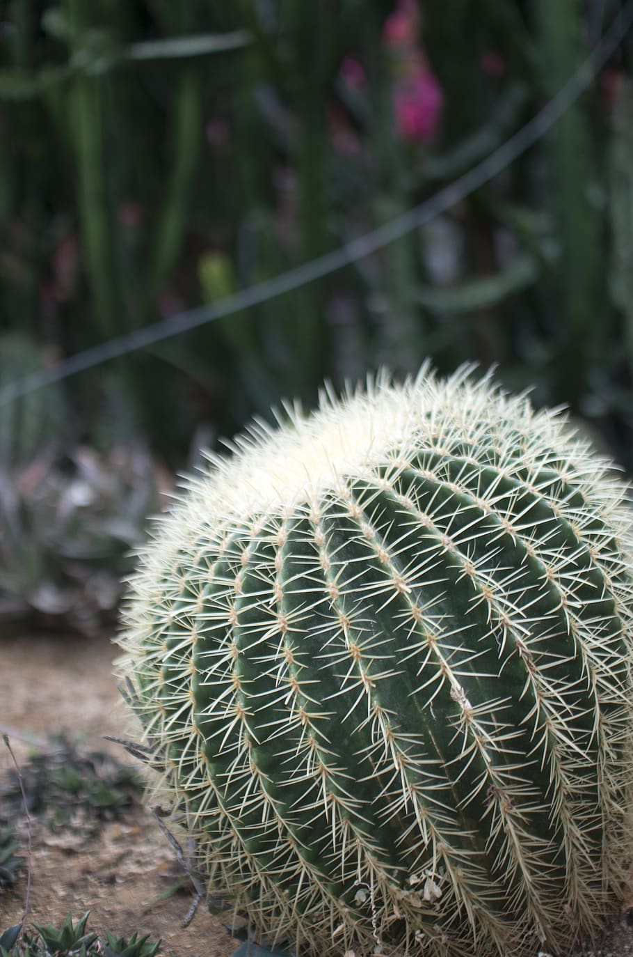 cactus, thorn, background, plants, close-up, focus on foreground HD wallpaper
