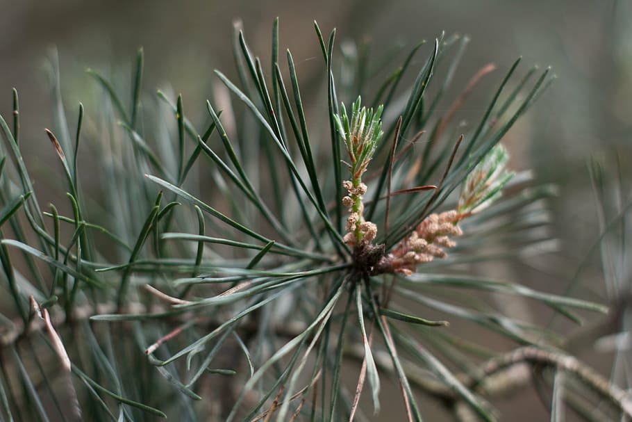 scots pine, leaves, tree, plant, growth, close-up, nature, day HD wallpaper