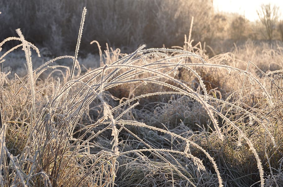 Grasses, Ice, Winter, Nature, Frost, crystal, iced, plant, hoarfrost HD wallpaper