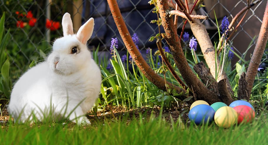 white rabbit near assorted-color Easter eggs, hare, colorful, HD wallpaper