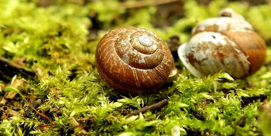 snail, shell, green, garden, moss, close, mollusk, nature, snail shells HD wallpaper