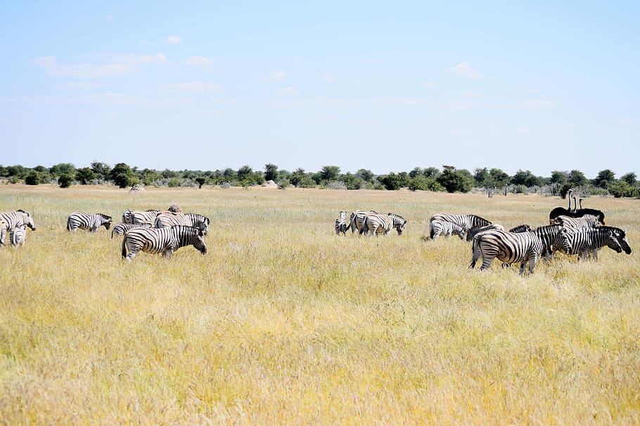 zebra, ostrich, etosha, namibia, nature, wildlife, animal, safari HD wallpaper