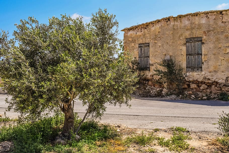 olive tree, old house, abandoned, aged, weathered, decay, architecture HD wallpaper