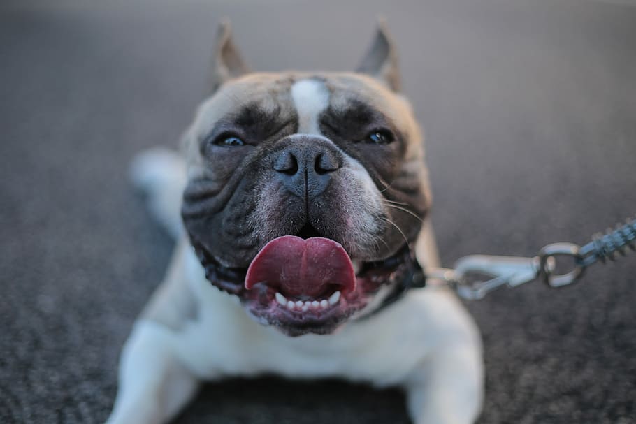 short-coated white and brown dog with leash, selective focus photography of American bully puppy