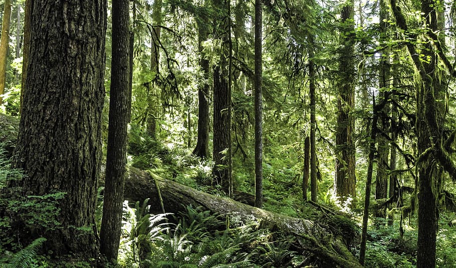 Forest at Olympic National Park, Washington, photo, nature, public domain