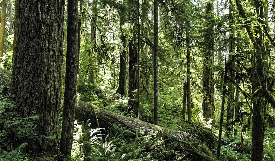 Forest at Olympic National Park, Washington, photo, nature, public domain, HD wallpaper