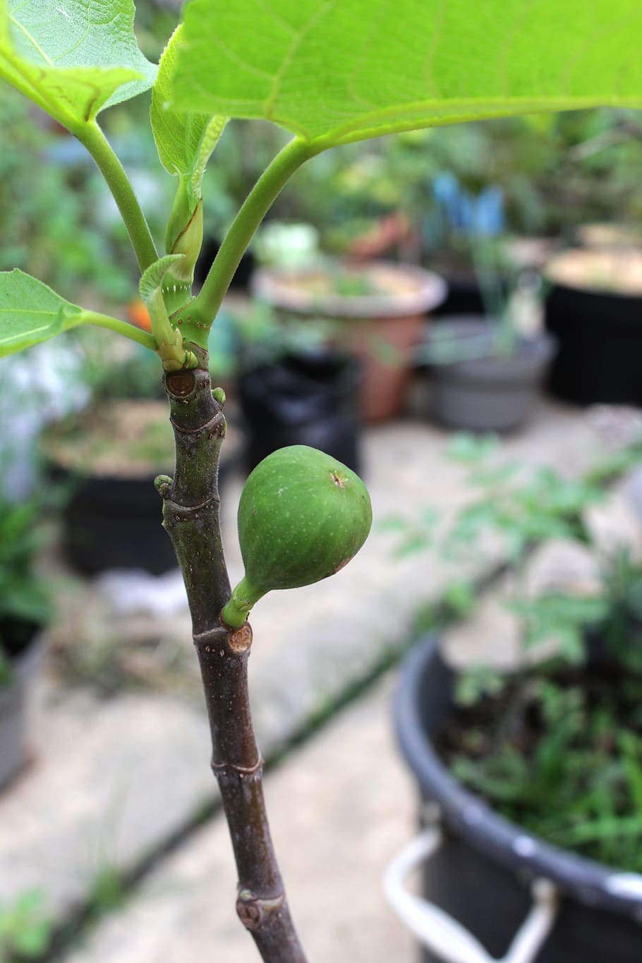 fig, fruit, ara, plant, green fig, growth, green color, nature HD wallpaper