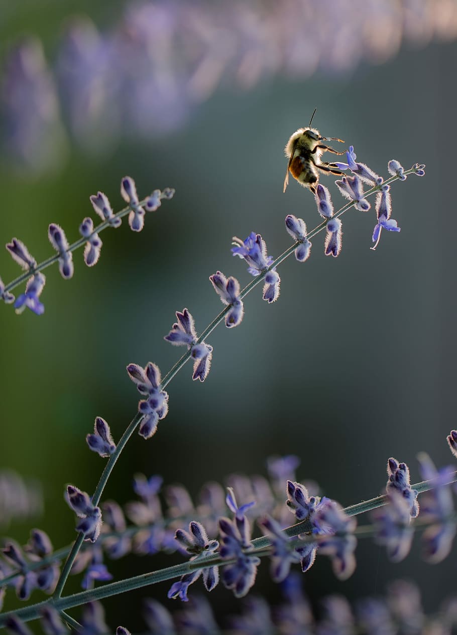 yellow bee perched on purple petaled flower, insect, lavender HD wallpaper