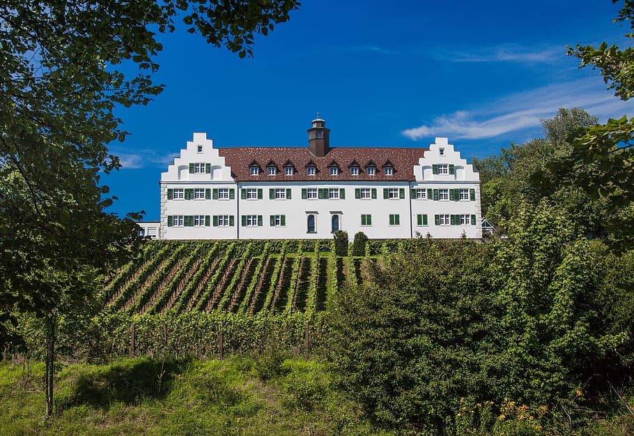 castle, hersberg, lake constance, wine, summer, winegrowing, HD wallpaper