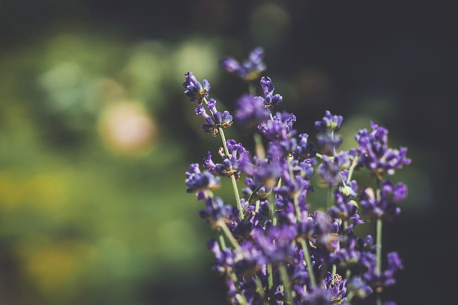 lavender, flowers, bokeh, flowering plant, purple, freshness HD wallpaper