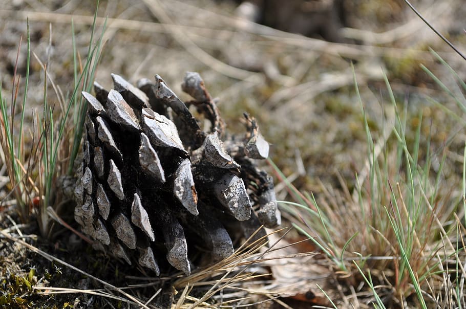 pine, cone, pinecone, nature, heath, grass, tree, plant, natural HD wallpaper