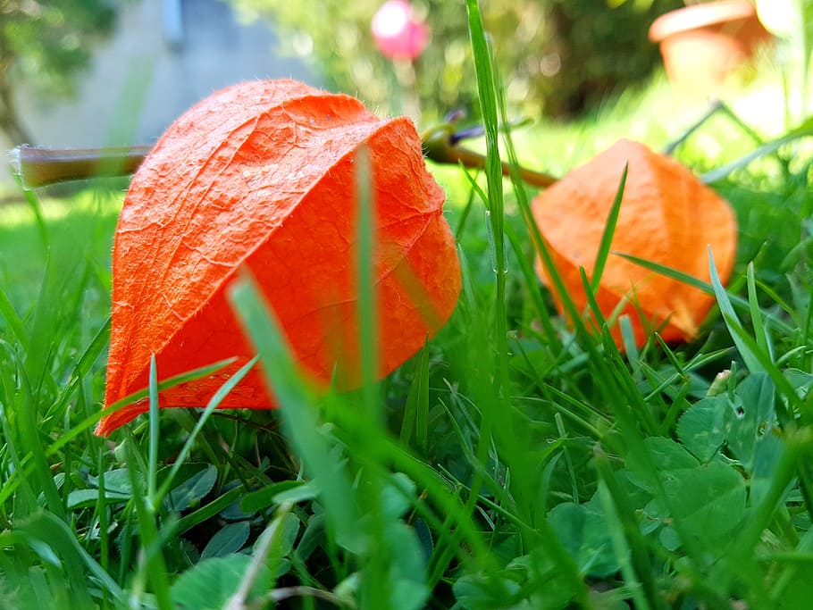 color, red, green, grass, plant, green color, close-up, growth HD wallpaper