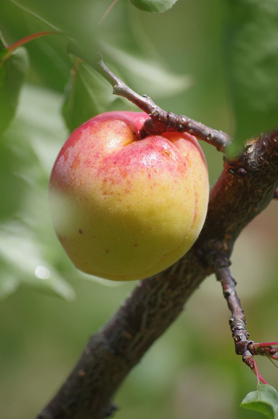 apricot, fruit, orchard, healthy eating, food and drink, plant HD wallpaper