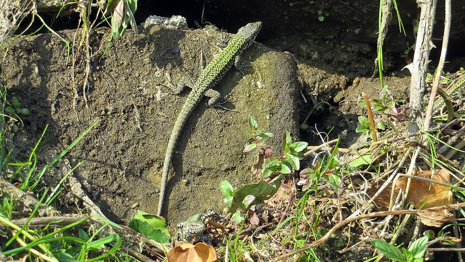 reptile, lizard, shiny, insect eater, animal, rock, stone walls HD wallpaper