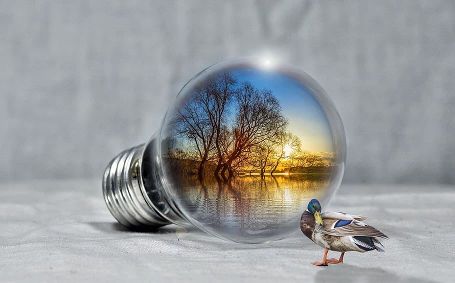 gray mallard duck near incandescent bulb with bodies of water and trees during golden hour HD wallpaper