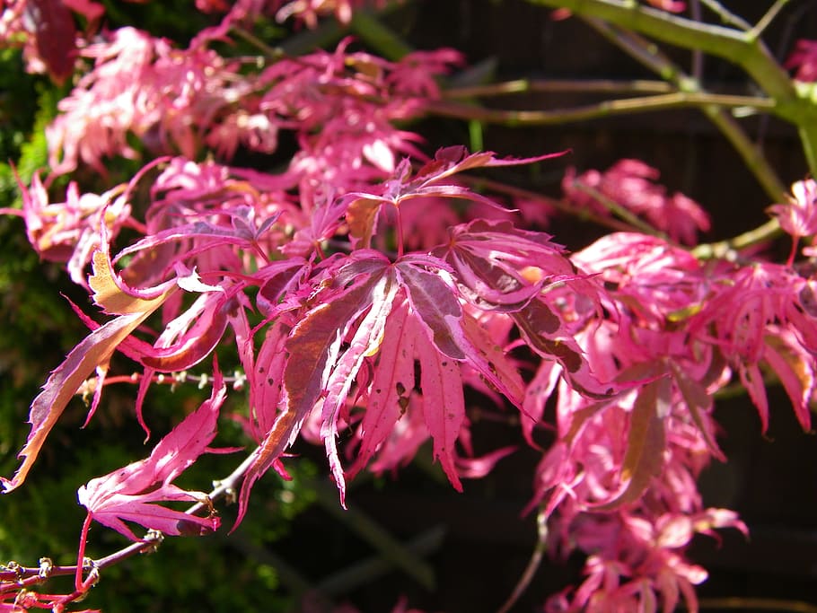 Japanese Maple, Maple, Tree, Summer, acer, pink, flower, pink color, HD wallpaper