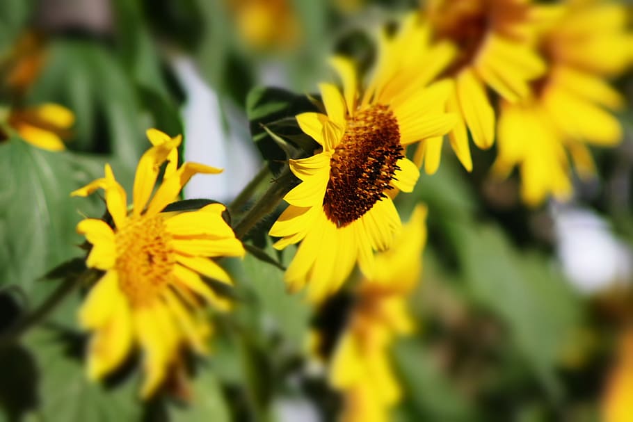 sunflower, summer, garden, flowering plant, yellow, fragility HD wallpaper