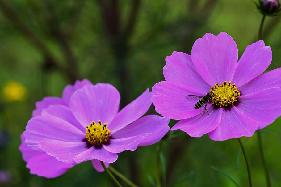 Cosmos, Garden, Flower, Composites, nature, plant, summer, close-up HD wallpaper