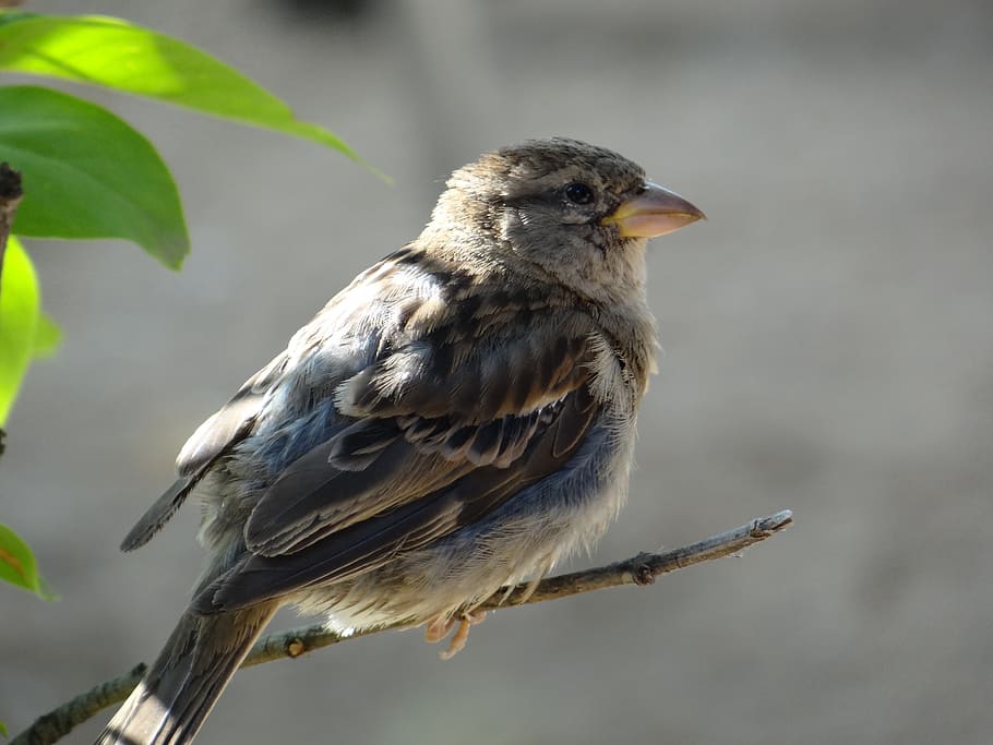 black bird on brown branch, sparrow, feather, wing, close, sweet HD wallpaper