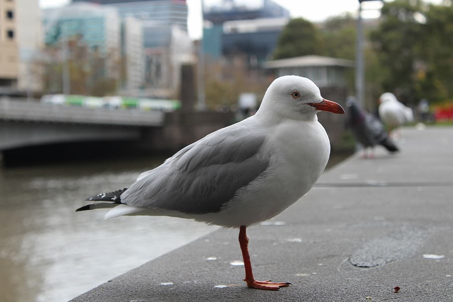 seagull, bird, nature, white, wildlife, seabird, animal themes HD wallpaper
