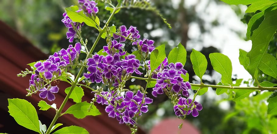 flower, refreshing, beautiful, plant, flowering plant, growth HD wallpaper