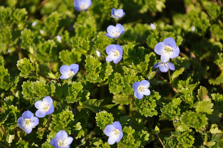 spring, flowers, blue, nature, plant, summer, freshness, springtime HD wallpaper
