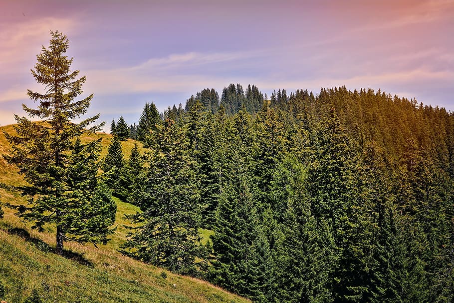 landscape, trees, conifers, sky, alm, alpe, nature, forest HD wallpaper