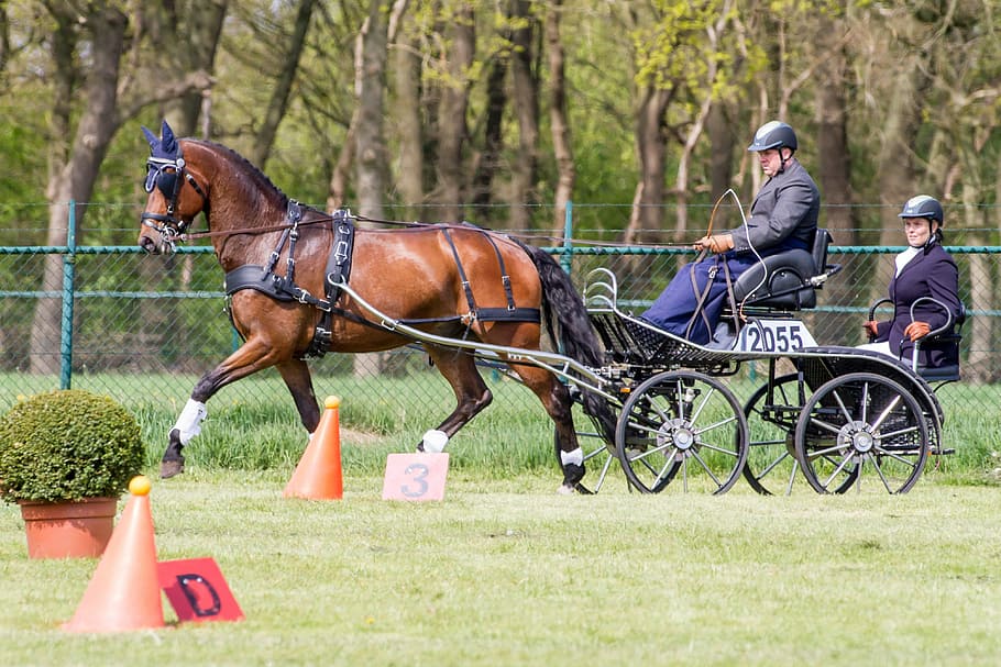 skill, coach, mennen, horse, domestic animals, mammal, livestock HD wallpaper