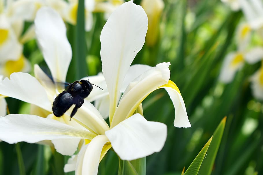 bumblebee, flying, flower, nature, flying insects, animal, plant HD wallpaper