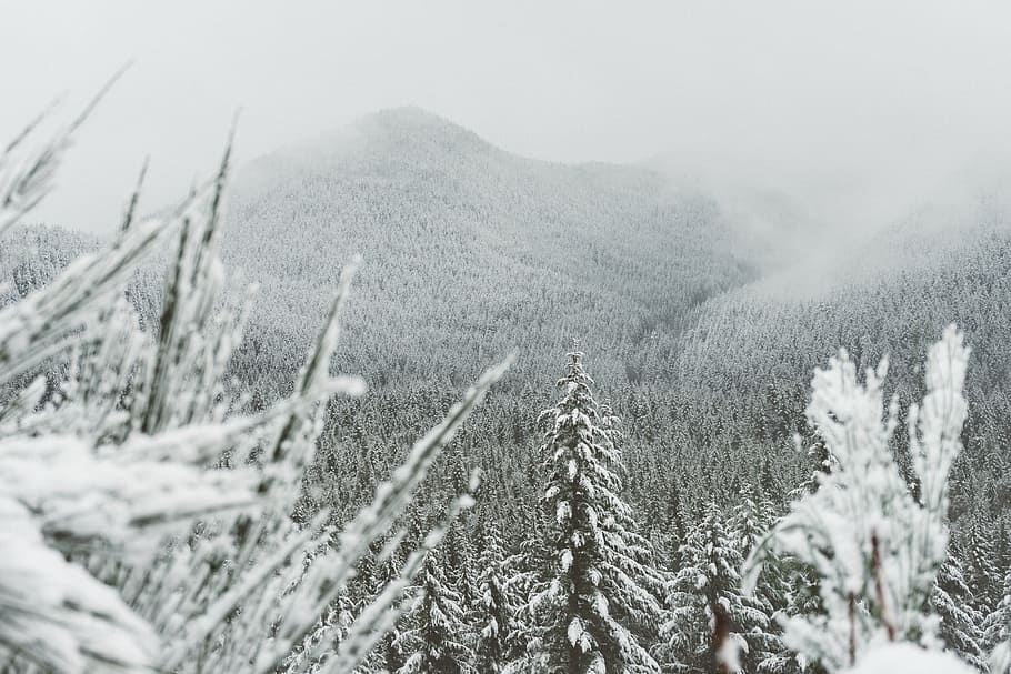 focus photo of trees covered with snow near mountain, white HD wallpaper