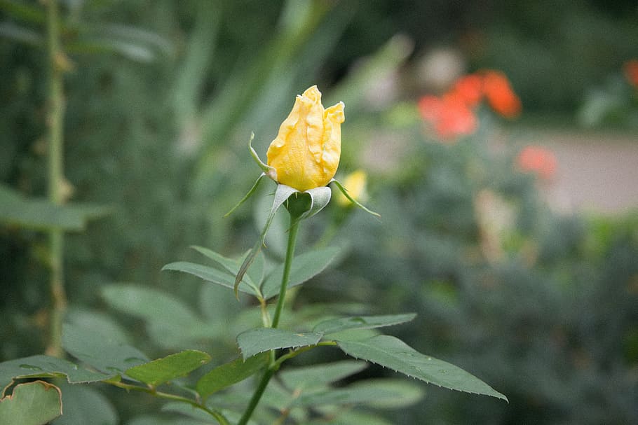 Yellow Rose, nature, flower, plant, leaf, outdoors, petal, flower Head HD wallpaper