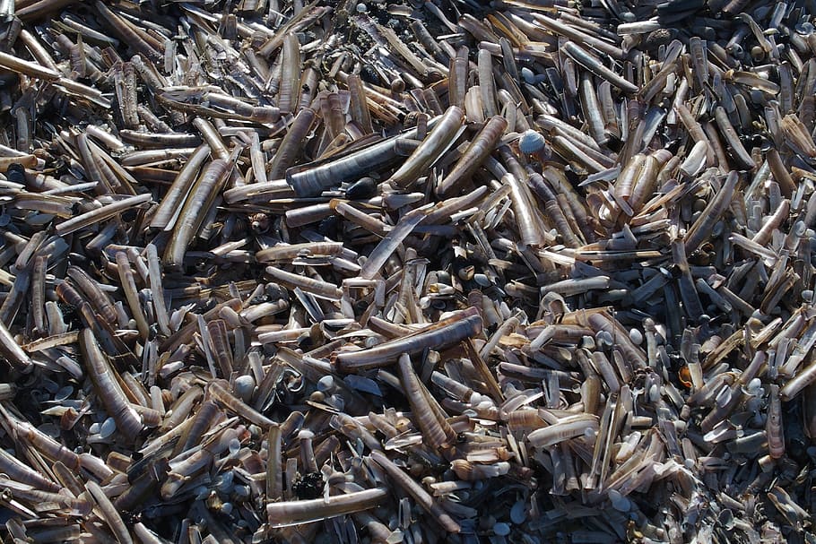 razor shells, beach, sea, shore, mussels, shellfish, full frame HD wallpaper