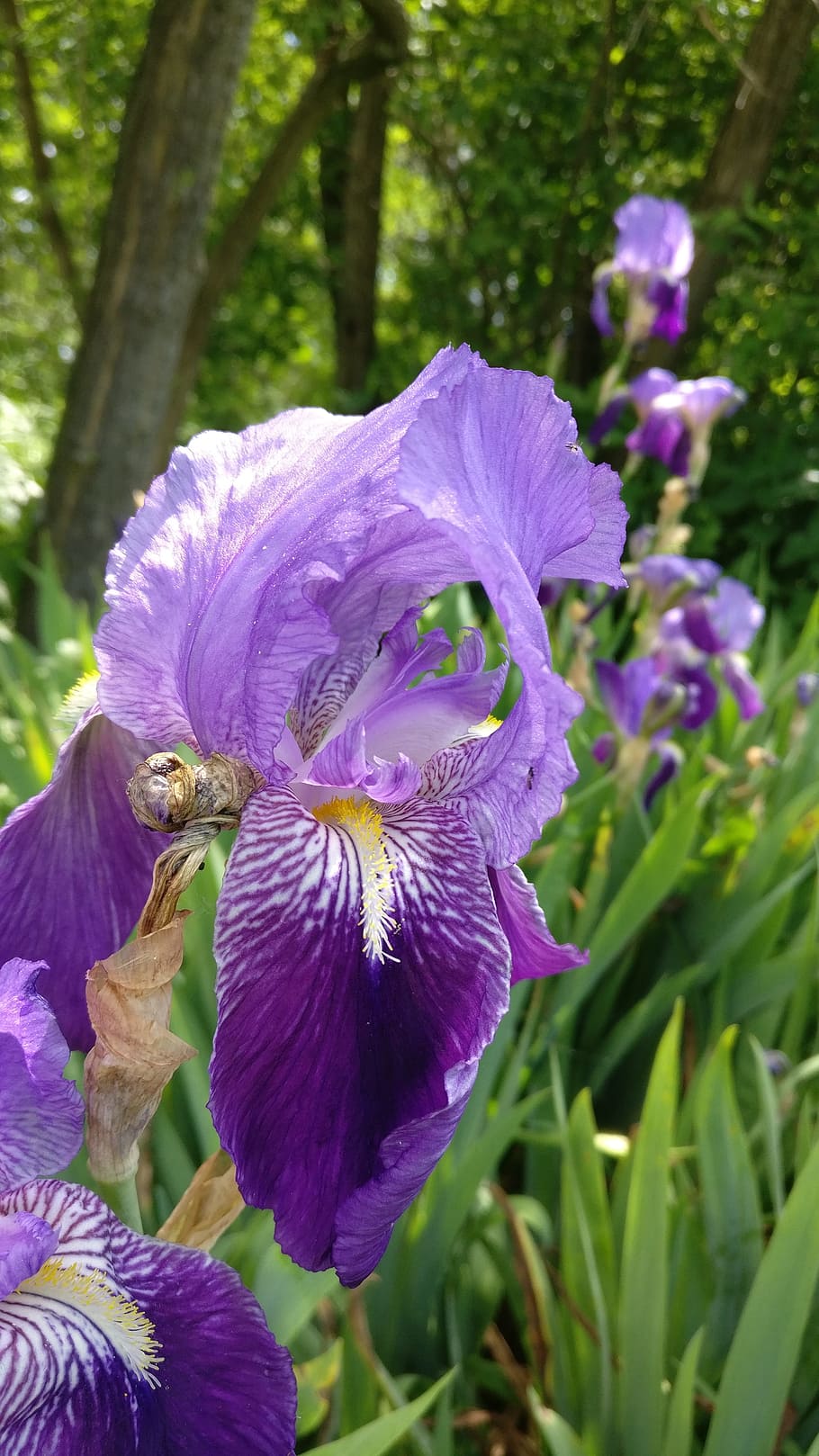 flower, green, trees, beautiful, purple, yellow, flowering plant HD wallpaper
