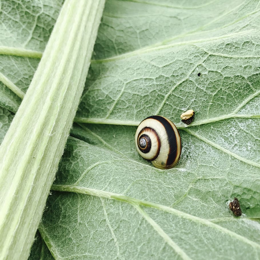 wipe, snail, vortex, insect, nature, animal, slimy, pest, close-up HD wallpaper