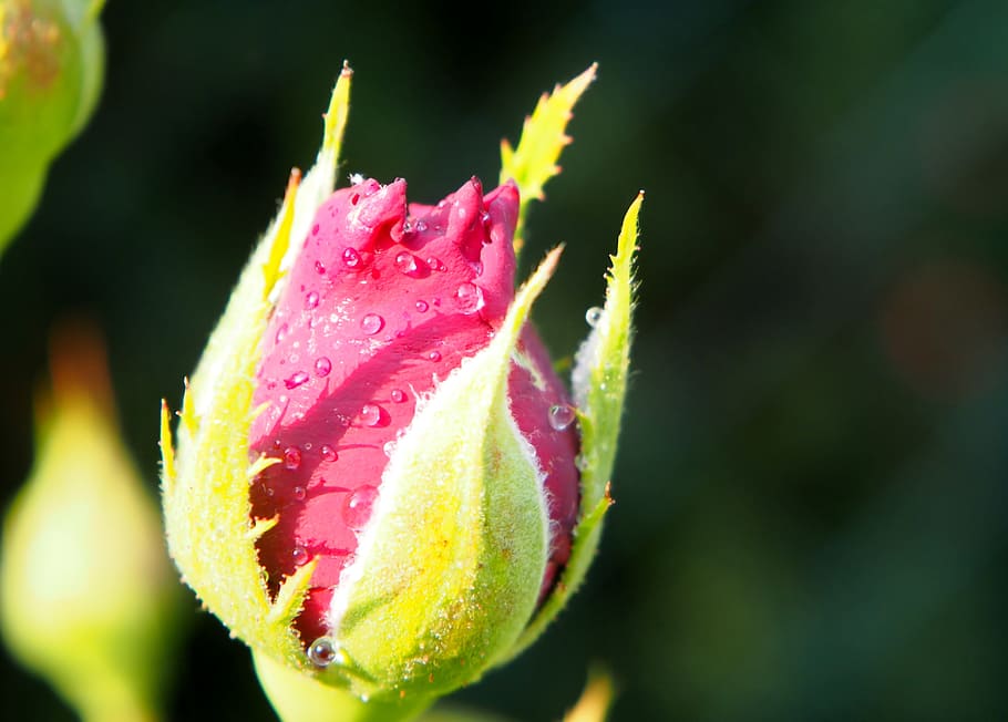 bud, blossom, bloom, rose, plant, summer, nature, green, flower HD wallpaper