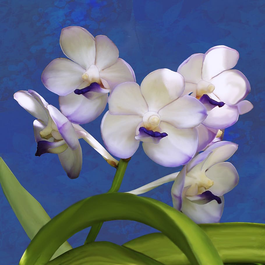 white and purple petaled flowers, orchid, ascocenda, plant, vanda, HD wallpaper