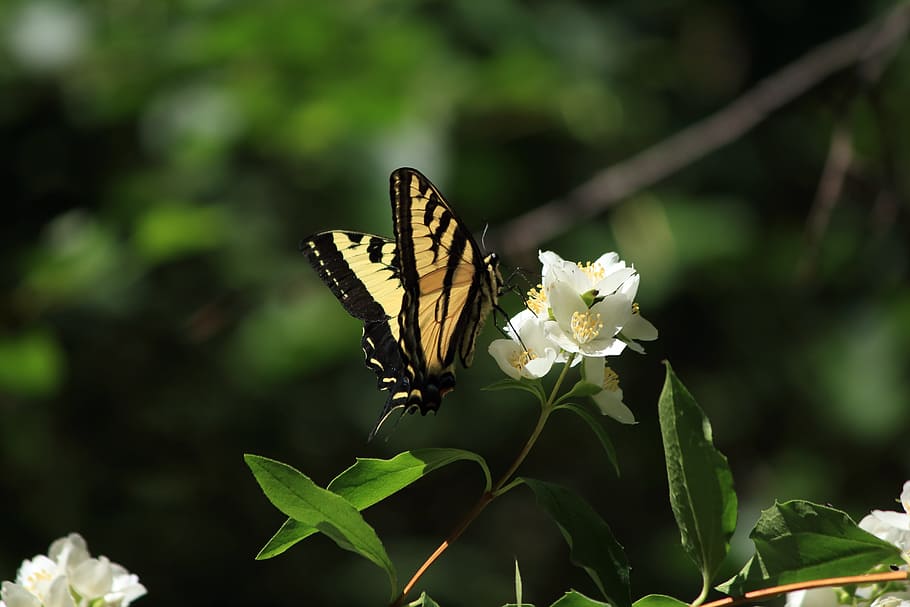 Swallowtail, Butterfly, Insect, Nature, flower, spring, summer HD wallpaper