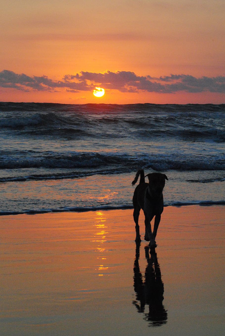 beach, dog, sunset, silhouette, sea, animal, ocean, nature, HD wallpaper