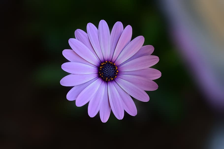 selective focus photography of purple petaled flower, Green, Plant, HD wallpaper