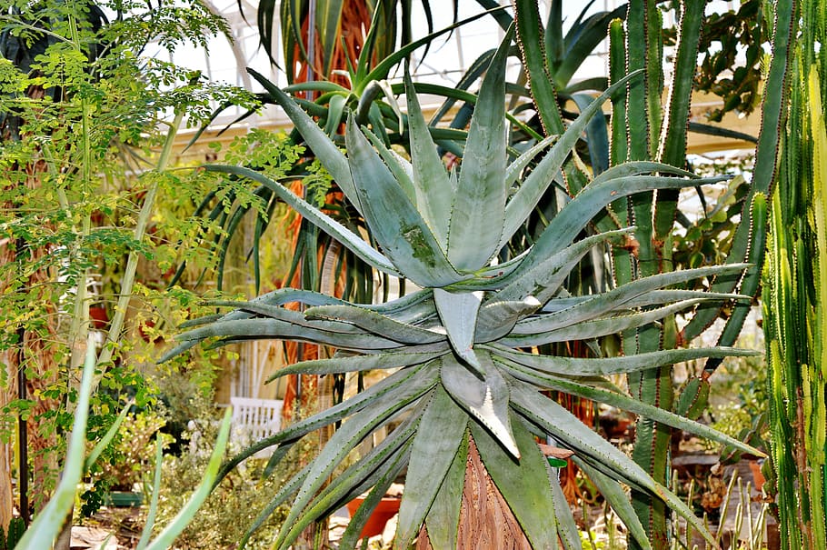 agave, cactus, prickly, thorns, green, pointed, plant, desert HD wallpaper